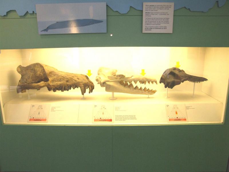 Photo: Fossil animal skulls
